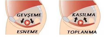 defekografi, pelvik taban-2